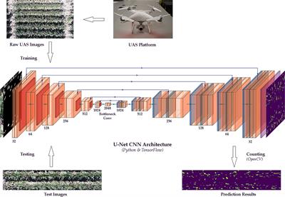 Sorghum Panicle Detection and Counting Using <mark class="highlighted">Unmanned Aerial System</mark> Images and Deep Learning